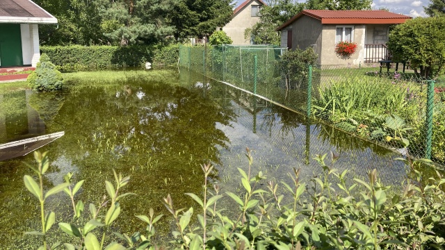 Zalane ogródki działkowe i zniszczone uprawy. To krajobraz po przejściu ulewnych deszczy w okolicach ulicy Szybowcowej na szczecińskim prawobrzeżu.