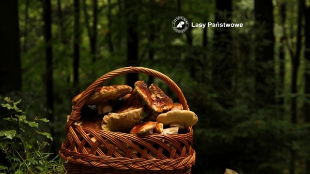 Grzybiarzu, zanim ruszysz do lasu, przeczytaj specjalną instrukcję. Przygotowały ją Lasy Państwowe.