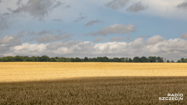 Rolnicy notują straty w uprawach zbóż i rzepaku spowodowane deszczową pogodą. Część zbiorów musi zostać osuszona, co generuje dodatkowe koszty.