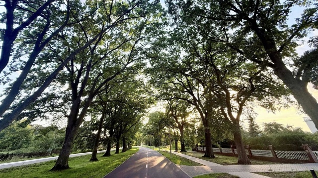 Świnoujskie pomniki przyrody zostaną wypielęgnowane. Prace obejmą 99 drzew.