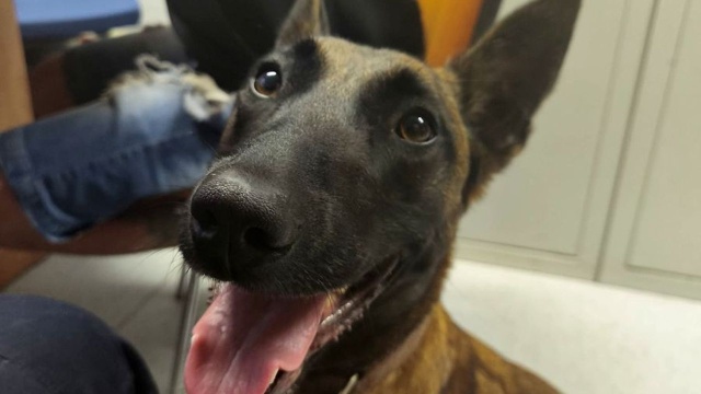 Złodziej samochodu zatrzymany dzięki czworonożnej funkcjonariuszce. Trafika pomogła w ujęciu mężczyzny, który ukradł Fiata Ducato w powiecie goleniowskim.