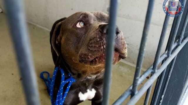 Porzucił psa - teraz odpowie przed sądem. 26-letni mężczyzna przyprowadził psa rasy american bully do lecznicy weterynaryjnej na terenie Szczecinie i domagał się jego uśpienia.