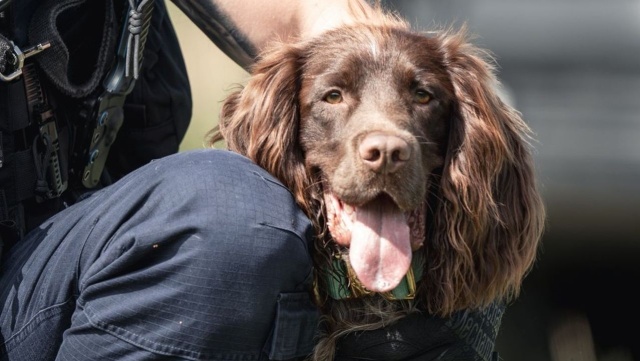 Nowy czworonożny funkcjonariusz zasilił szeregi koszalińskiej policji. To polski spaniel myśliwski o imieniu Iron.