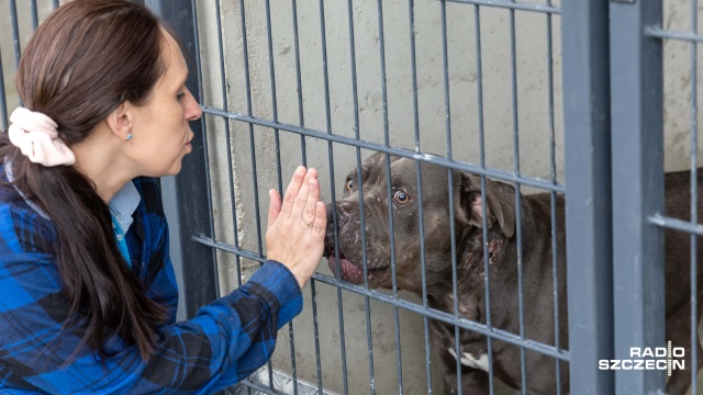 Kilkanaście głębokich ran po kolczatce odkryli pracownicy schroniska dla bezdomnych zwierząt w Szczecinie. Chodzi o psa rasy american bully.