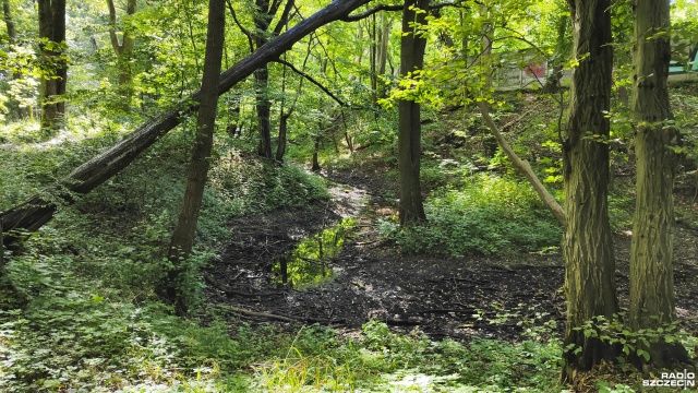 Zabytkowy park Fredry w Kołobrzegu przejdzie kosztowne prace. Mają one poprawić stan rosnących w nim drzew, które nie wytrzymują trudnych nadmorskich warunków.