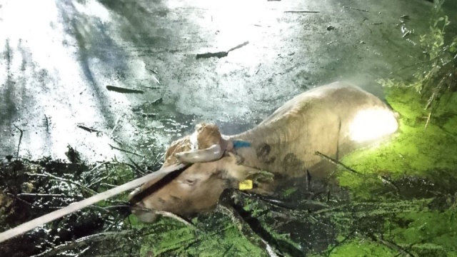 Dwie krowy ugrzęzły w bagnie w miejscowości Lasocin. Zwierzęta nie mogły wydostać się o własnych siłach.