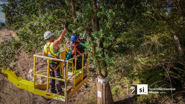 Wyjątkowa kuracja drzew przy Trasie Północnej w Szczecinie. Przechodzą ją pomnikowe dęby, których obwody sięgają nawet 350 cm.