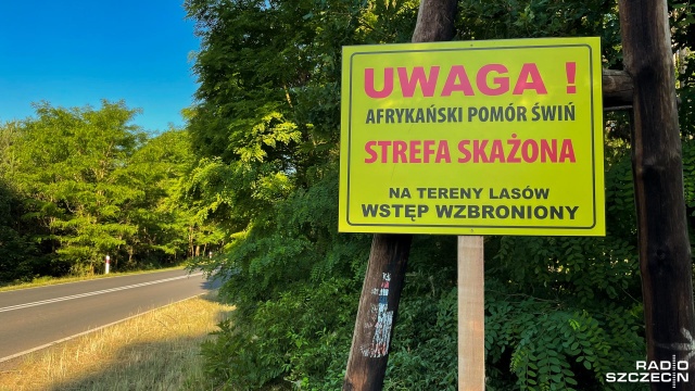 Mamy dwa nowe ogniska afrykańskiego pomoru świń (ASF), które pojawiły się na terenie naszego regionu. Chodzi o miejscowości Bród w gminie Chociwel oraz Anielino w gminie Dobra.