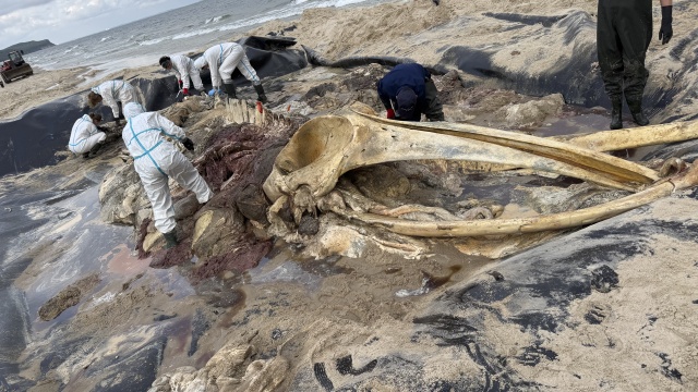 Wieloryb z Bałtyku trafi do muzeum [ZDJĘCIA]