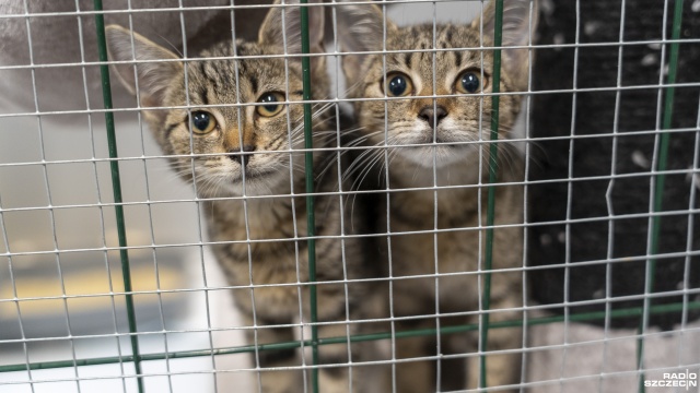 Ponad 200 kotów czeka na nowy dom w schroniskach w Szczecinie i w Dobrej.