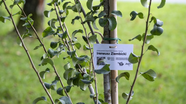 28 drzew, a na każdym z nich nazwisko jego patrona. W alei przy amfiteatrze w Stargardzie zasadzono drzewa mające upamiętnić lokalnych artystów i twórców zasłużonych dla miasta.