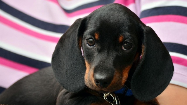 Przez centrum Krakowa przeszedł w niedzielę wyjątkowo długi i rozszczekany marsz. A wszystko za sprawą jamników.