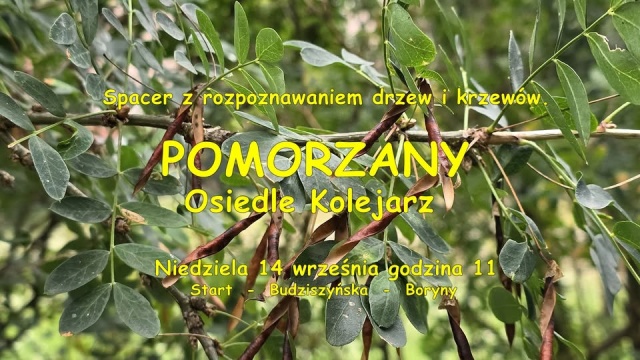 Wiśnie piłkowane, leszczyny tureckie, berberysy i aronie - między innymi takie drzewa i krzewy będzie można poznać podczas kolejnego spaceru przyrodniczego z Pawłem Madejskim.