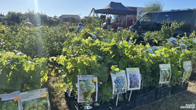 Po raz 37. Barzkowice stały się rolniczą stolicą regionu. Rozpoczęły się targi Agro Pomerania. Sprawdziliśmy, jak wygląda atmosfera w pierwszy dzień targowy.