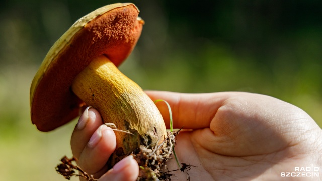 Po ostatnich deszczowych dniach mieszkańcy regionu wyruszyli do lasów. Co wziąć ze sobą na taką wyprawę, by grzybobranie było obfite i bezpieczne