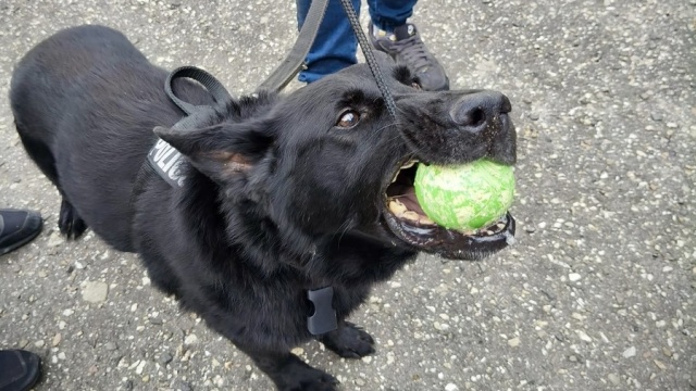 Dziewięć zachodniopomorskich policyjnych psów służbowych śpiewająco - a raczej szczekająco - zdało egzaminy.