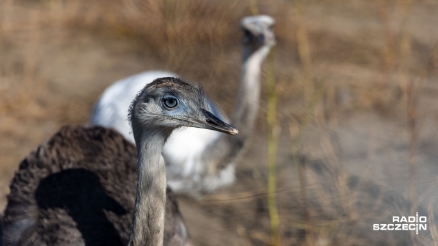 Owce, egzotyczne ptaki albo pszczoły w sercu miasta - Zachodniopomorski Uniwersytet Technologiczny zachęca do odwiedzin w swojej zwierzętarni.