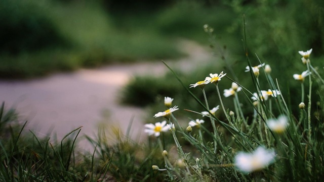 Zaniedbana kopuła bunkra - przy ul. Kwiatowej na szczecińskich Gumieńcach - pokryje się kwiatami i krzewami.