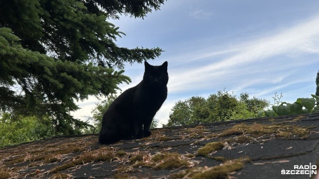 Ruszają zapisy na darmowe zabiegi dla psów i kotów w Szczecinie. To w ramach realizacji projektu ze Szczecińskiego Budżetu Obywatelskiego.