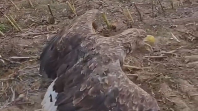 Zatruty bielik, który trafił ostatnio do ośrodka rehabilitacji dzikich zwierząt w Wielgowie, wrócił na wolność - przekazało Nadleśnictwo Barlinek.