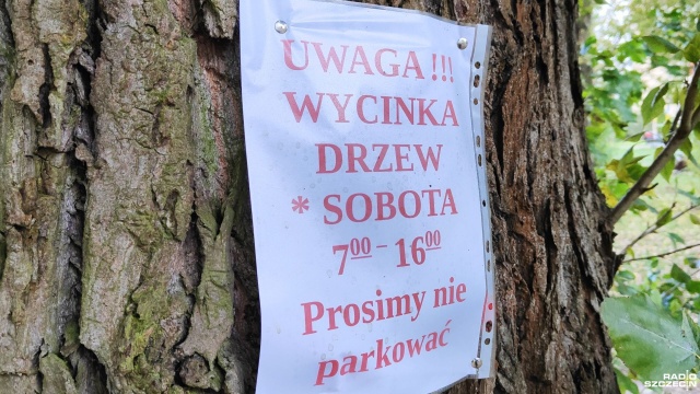 Kilkanaście drzew zostanie wyciętych w obrębie centrum Kołobrzegu. Miejscowi urzędnicy tłumaczą, że nie mają wyjścia, a do wycinki wyznaczone zostały egzemplarze, które przegrały walkę z chorobami.