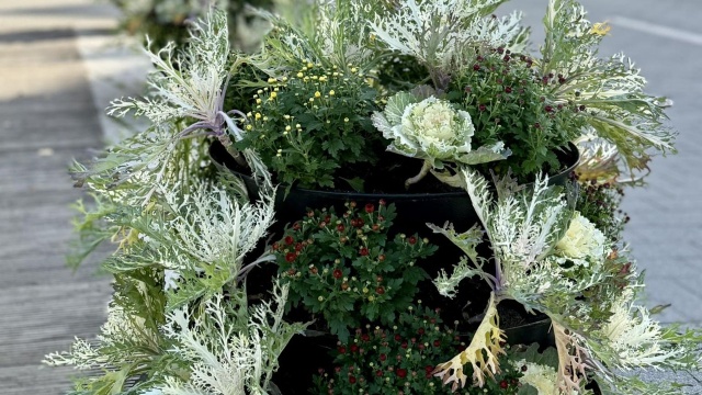 W Świnoujściu pojawiły się nowe nasadzenia. To między innymi kapusta ozdobna, którą podziwiać można na placu Wolności oraz w kilku innych częściach miasta. Sadzone są też chryzantemy i wrzosy.