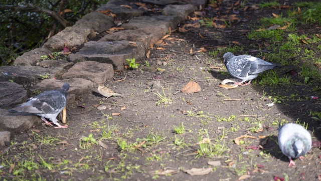 Dokarmianie gołębi w okresie jesiennym nie jest potrzebne, a nawet im szkodzi, jeśli zrobimy to w sposób nieodpowiedni.