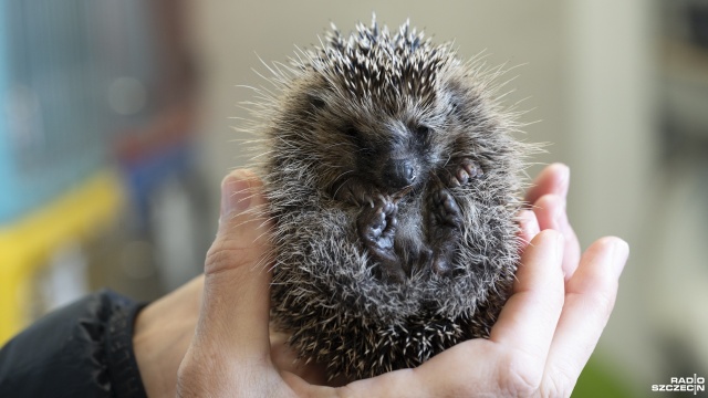 Zbliża się czas hibernacji jeży. Młode osobniki mogą jednak nie przetrwać zimy, jeśli nie nabiorą odpowiedniej wagi.