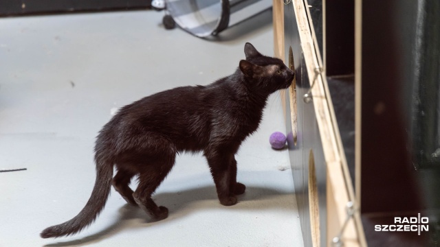 Schronisko dla bezdomnych zwierząt w Dobrej szuka wolontariuszy.