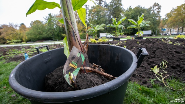 Dwadzieścia bananowców, które zdobią kwietniki przy Pomniku Czynu Polaków zostało zabezpieczonych na zimę.