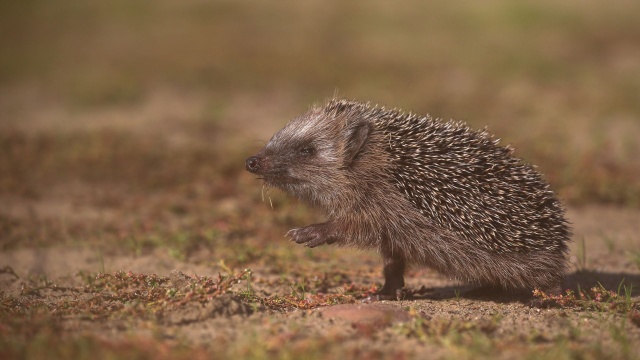Jesienne porządki w ogrodzie mogą zaszkodzić jeżom, które przygotowują się właśnie do zimowego snu.