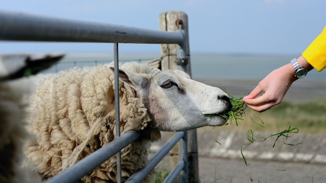 W zagrodzie jamneńskiej został uroczyście zakończony sezon pasterski. Odwiedzający mogli zobaczyć, jak wygląda strzyżenie owiec, jakie są metody obróbki wełny, jak powstają owcze sery i jak wygląda praca psów pasterskich.