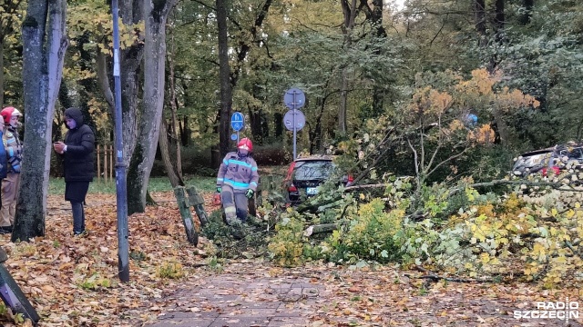 Wieje nie tylko w Szczecinie, ale także w całym regionie. Pierwsze skutki wichury w Kołobrzegu to uszkodzone samochody, na które spadło drzewo powalone przez wiatr.