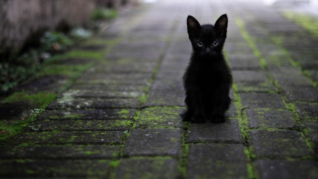 Czarne koty przynoszą szczęście - przekonuje szczecińskie Schronisko dla Bezdomnych Zwierząt.
