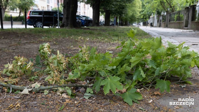 Prawie 200 razy - w ciągu ostatnich godzin - interweniowali zachodniopomorscy strażacy przy usuwaniu z dróg powalonych drzew, konarów i gałęzi.