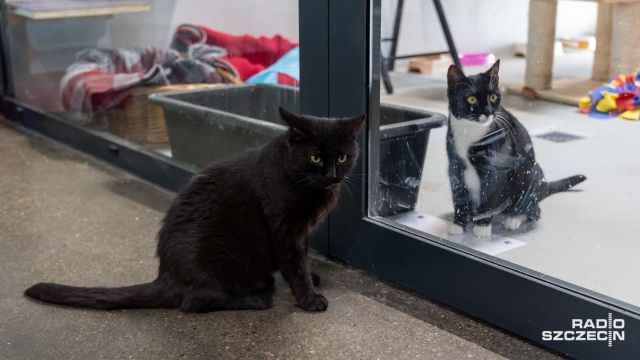 Czarne koty przynoszą szczęście - przekonują pracownicy i wolontariusze szczecińskiego Schroniska dla Bezdomnych Zwierząt.