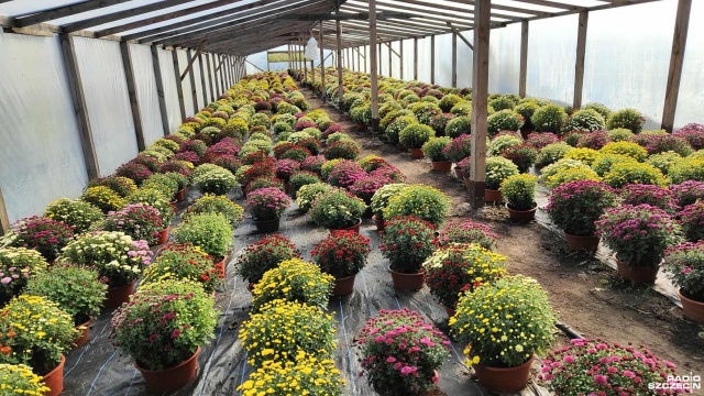 To najpopularniejsze kwiaty, jakie wybierają Polacy na ozdobienie grobów swoich bliskich. Chryzantemy, bo o nich mowa - są symbolem pamięci. Ile pracy trzeba włożyć, by kwiat mógł trafić na jeden z cmentarzy