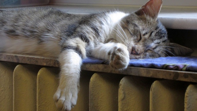 Szczecinianie mogą składać wnioski o tzw. bon ciepłowniczy, czyli jednorazowe wsparcie finansowe dla mieszkań korzystających z miejskiego ogrzewania.