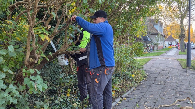 Małymi krokami, ale sukcesywnie. Korony świnoujskich drzew są oczyszczane z suchych konarów, które przy jesiennych wichurach mogłyby spadać na chodniki i jezdnie.