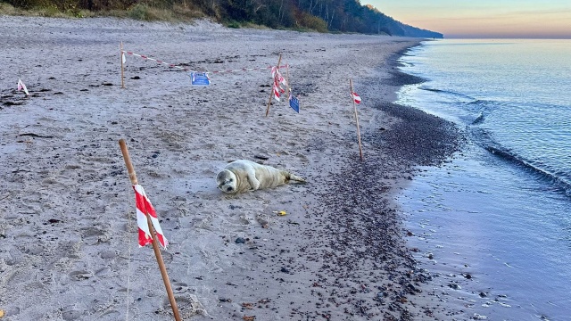 Szczenię foki szarej w Pobierowie zauważyli mieszkańcy i turyści. Na miejsce przyjechał patrol Straży Gminnej.