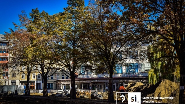 Cenne, śródmiejskie lipy z placu Orła Białego w Szczecinie przeszły specjalistyczne zabiegi pielęgnacyjne. Prace prowadzone były przy ich korzeniach.