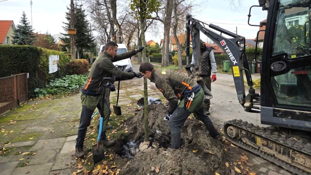 Ponad 800 drzew pojawiło się w ostatnich tygodniach w Szczecinie. To między innymi lipy, buki, graby, kasztanowce i sosny.