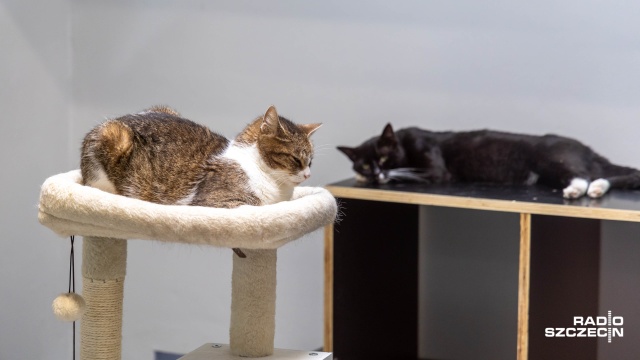 60 kotów - tyle trafiło tylko w tym miesiącu do schroniska dla bezdomnych zwierząt w Szczecinie. Pracownicy i wolontariusze apelują o pilne adopcje, bo tak tłoczno jeszcze nie było.