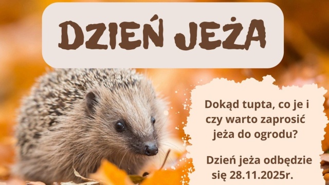 Co je, dokąd tupta i dlaczego warto zaprosić go do swojego ogrodu. W piątek w wielgowskim ośrodku rehabilitacji dzikich zwierząt Zwierzogród odbędzie się Dzień Jeża.