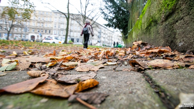 Nie są dekoracją, ale raczej pułapką - liście zalegają na chodnikach i ścieżkach rowerowych w Szczecinie.