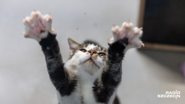 140 kotów - tyle obecnie przebywa w schronisku dla bezdomnych zwierząt w Szczecinie. Prawie połowa z nich trafiła do placówki tylko w tym miesiącu.