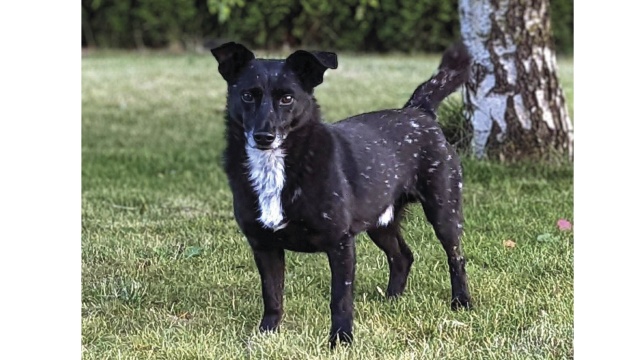 Podwójna smycz i wyjątkowa uważność - to sposoby, aby zapobiec ucieczce adoptowanego psa. Szczególnie trzeba uważać na tzw. psy lękowe. Taka sytuacja przydarzyła się pani Zuzannie, mieszkance szczecińskich Pomorzan...