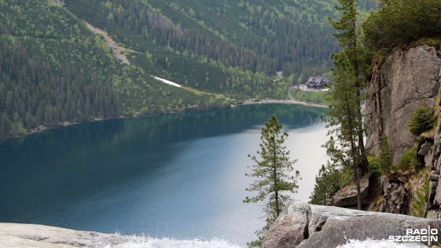Bobry wydeptały szlak przecinający popularną drogę do Morskiego Oka w Tatrach.