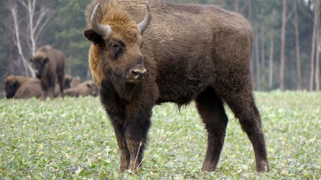 Interaktywna tablica informacyjna z zamontowanym dystrybutorem wody pojawiła się w Zagrodzie Pokazowej Żubrów.