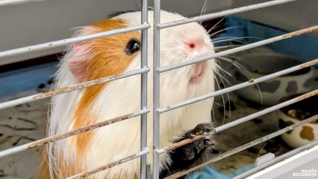 Nawet małe nie może być prezentem. Centrum Adopcyjne Gryzoni w Szczecinie zwraca uwagę na poszanowanie zwierząt w zbliżające się święta.